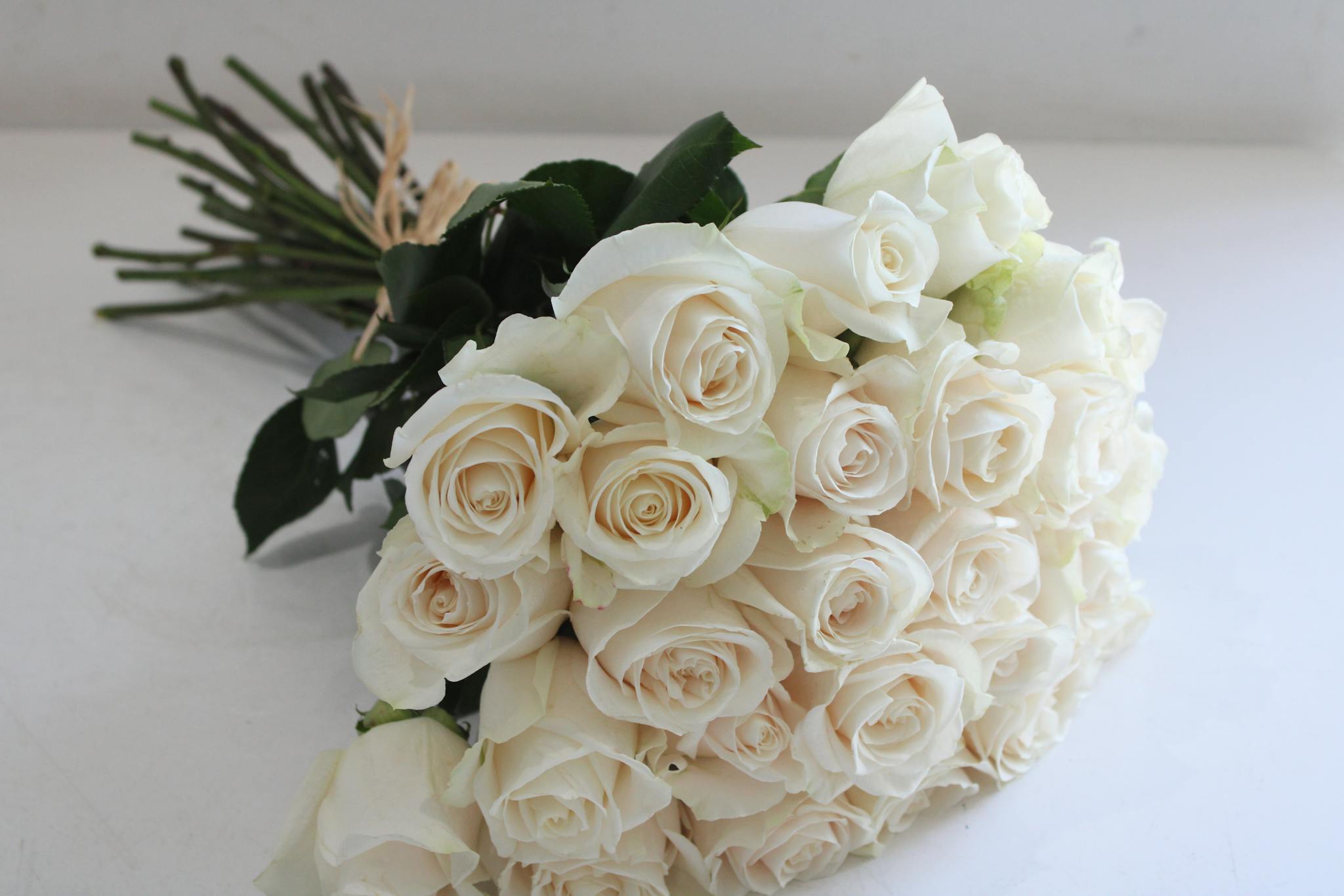 50 white Roses blossm blossom qatar